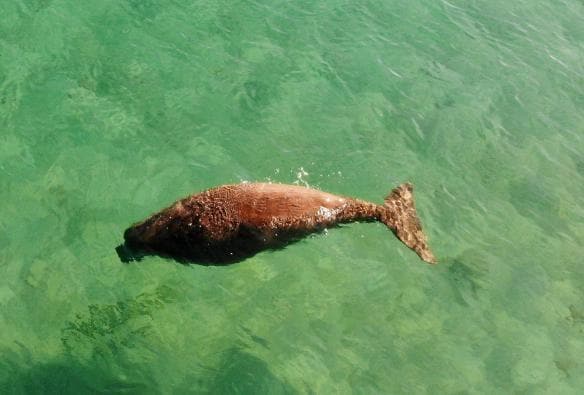 Bò biển Dugong, Vịnh Moreton, Tiểu bang Queensland © Tourism and Events Queensland