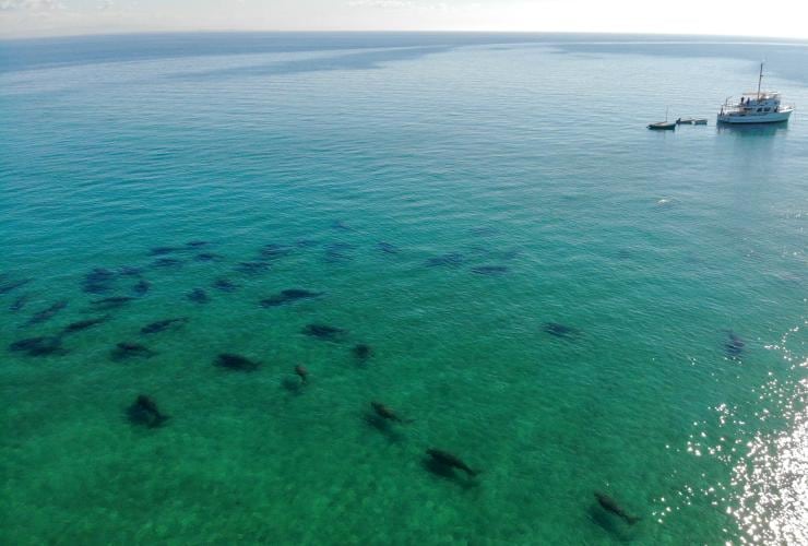 Herd of dugongs, Moreton Bay, QLD © Tourism and Events Queensland
