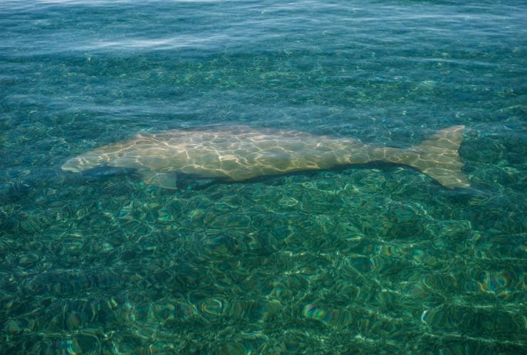 Dugong near Dirk Hartog Island National Park, WA © Tourism Western Australia