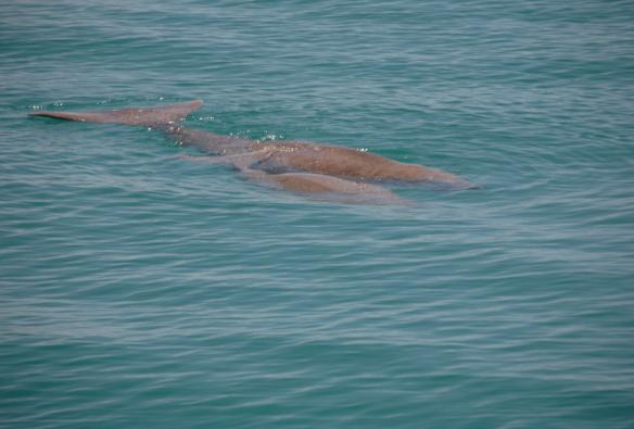 Bò biển Dugong, Thị trấn Denham, Tiểu bang Tây Úc © Australia's Coral Coast