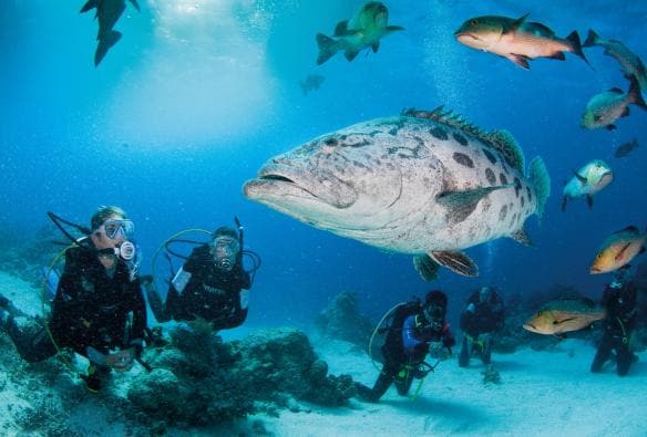 Cá song vua (potato cod), Rạn san hô Great Barrier, Tiểu bang Queensland © Darren Jew/Tourism and Events Queensland