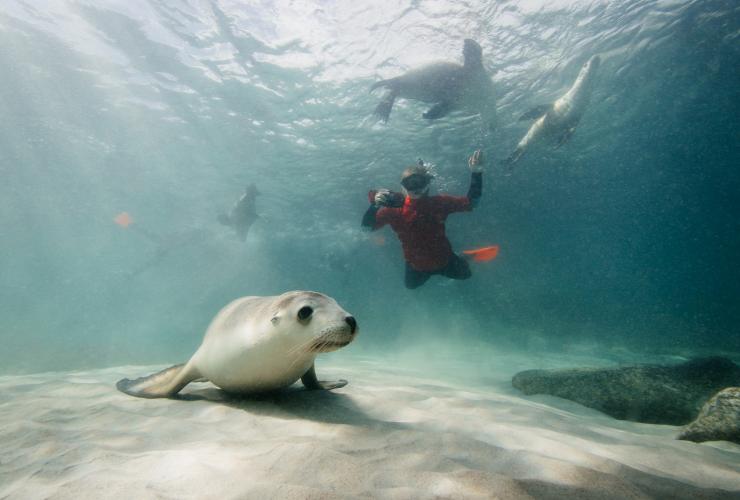 Goin' Off Safaris, Eyre Peninsula, SA © Robert Lang Photography
