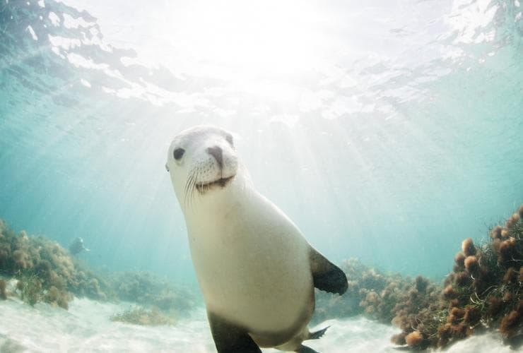 Australian Coastal Safaris, Eyre Peninsula, SA © Robert Lang Photography
