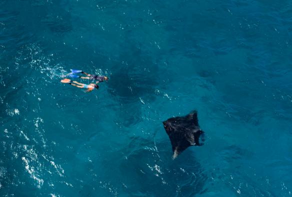Cá đuối manta, Đảo Lady Elliot, Tiểu bang Queensland © Tourism and Events Queensland