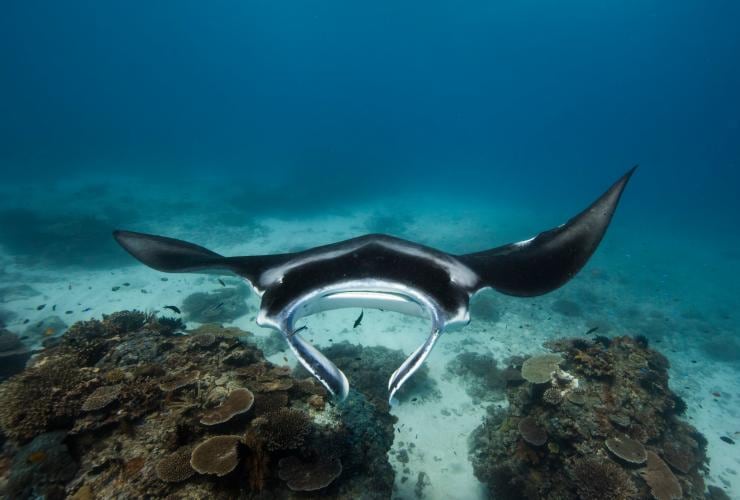 Manta Ray, Lady Elliot Island, QLD © Sean Scott Photography