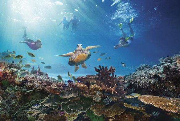 Rùa biển, Rạn san hô Great Barrier, Tiểu bang Queensland © Tourism Australia