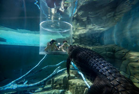 Crocosaurus Cove, Thành phố Darwin, Lãnh thổ phía Bắc © Tourism NT/Shaana McNaught