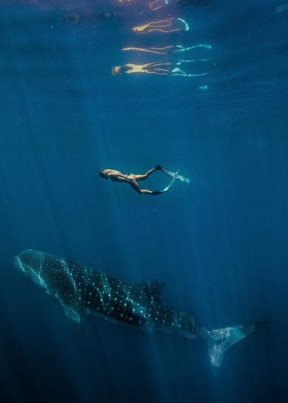 Bơi cùng cá nhám voi, Công viên hải dương Ningaloo, Tiểu bang Tây Úc © Tourism Western Australia