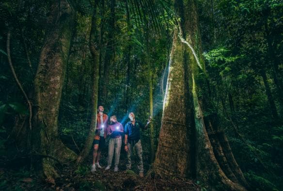 Two people with a tour guide shining torches in a rainforest at night with FNQ Nature Tours, Daintree Rainforest, Queensland © Tourism and Events Queensland 