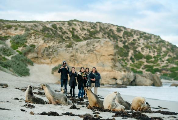 A group of seals on a beach in the foreground with a group of people snapping photos in the distance at Seal Bay, Kangaroo Island, South Australia © heidi who? photos 