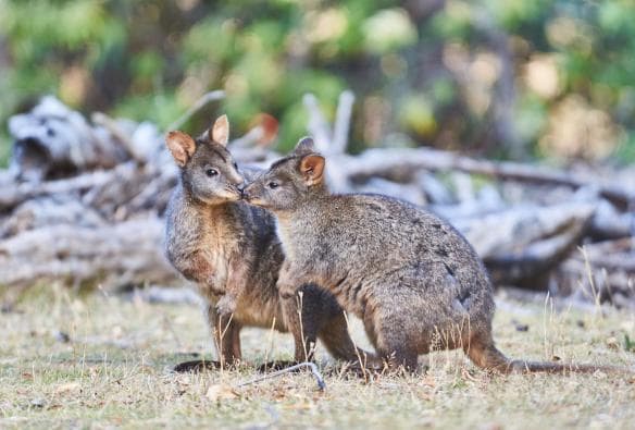 Two pademelons touching noses at Wildlife Wonders, Great Ocean Road, Victoria © Regent Photography / Wildlife Wonders 