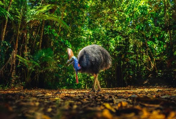 A large cassowary standing on a forest floor surrounded by greenery in Daintree Rainforest, Queensland © Tourism and Events Queensland 