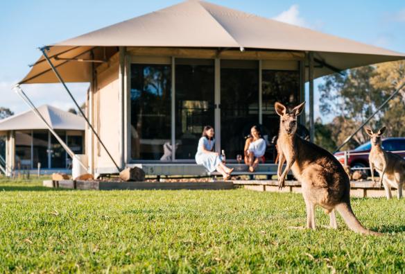 Two people sitting on the balcony of a cabin watching wallabies on grass nearby at Habitat Noosa, Noosa, Queensland © Tourism and Events Queensland 