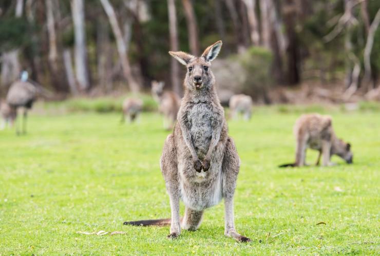 A mob of kangaroos on a field of grass, with a large one in the foreground sticking out its’ tongue in the Grampians, Victoria © Rob Blackburn Photography