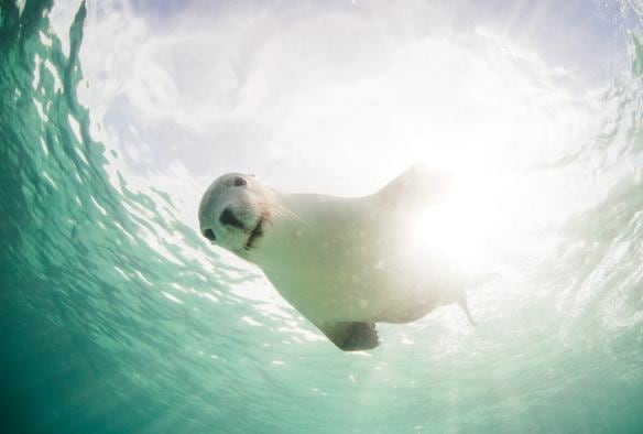 An Australian sea-lion looking at the camera from above underwater, Eyre Peninsula, South Australia © Goin’ Off Safaris/Robert Lang 