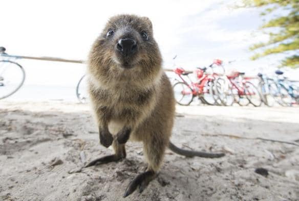 A quokka leaning towards the camera while smiling with bicycles in the background on Rottnest Island, Western Australia © Tourism Western Australia 