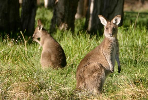 Eastern-grey Kangaroos in a grassy field with Boutique Wildlife Tours in Southern Highlands, New South Wales © Boutique Wildlife Tours