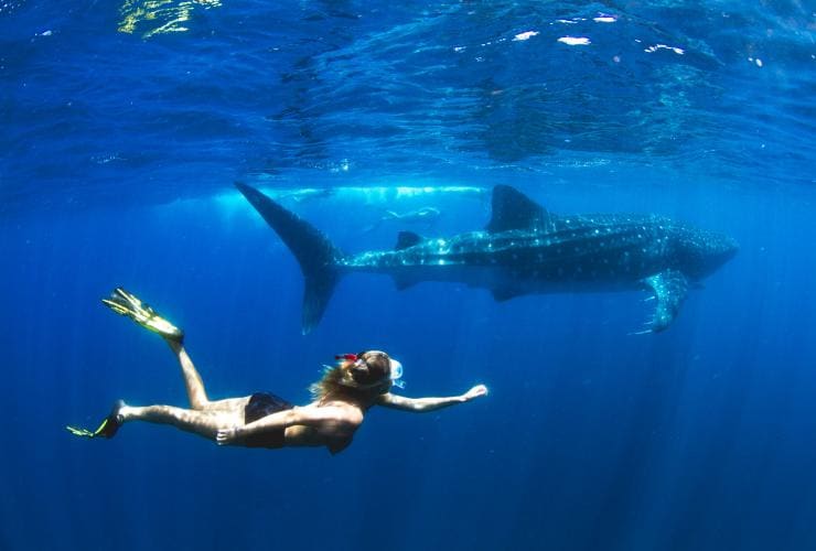 Underwater photo of a person swimming alongside a whale shark in Ningaloo, Exmouth, Western Australia © Violeta Jahnel Brosig/Blue Media Exmouth