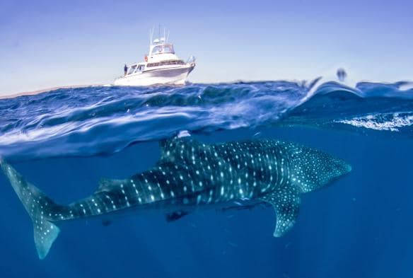 A whale shark beneath the surface of the ocean with a boat in the distance during a tour with  Exmouth Dive and Whale sharks Ningaloo, Ningaloo Marine Park, Western Australia © Exmouth Dive and Whalesharks Ningaloo