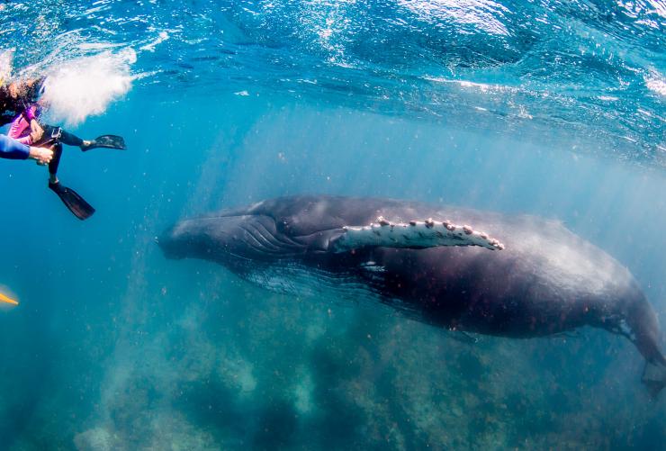 A person underwater swimming near a humpback whale, Live Ningaloo, Exmouth, Western Australia © Chris Jansen / Live Ningaloo