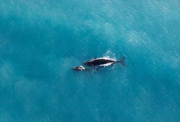 Aerial view of a whale and their calf swimming near the ocean’s surface along the Great Australian Bight, Eyre Peninsula, South Australia © South Australian Tourism Commission