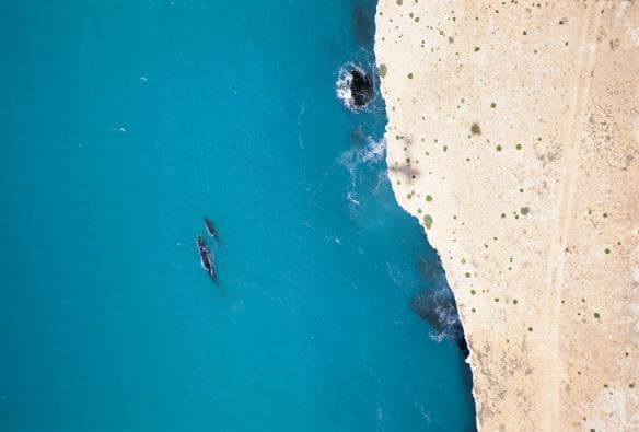 A whale and their calf swimming beside the coastline along the Great Australian Bight, Eyre Peninsula, South Australia © South Australian Tourism Commission 