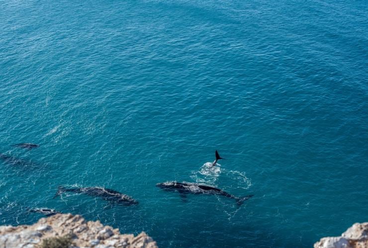 A pod of whales playing near a rocky cliff along the Great Australian Bight, Eyre Peninsula, South Australia © South Australian Tourism Commission