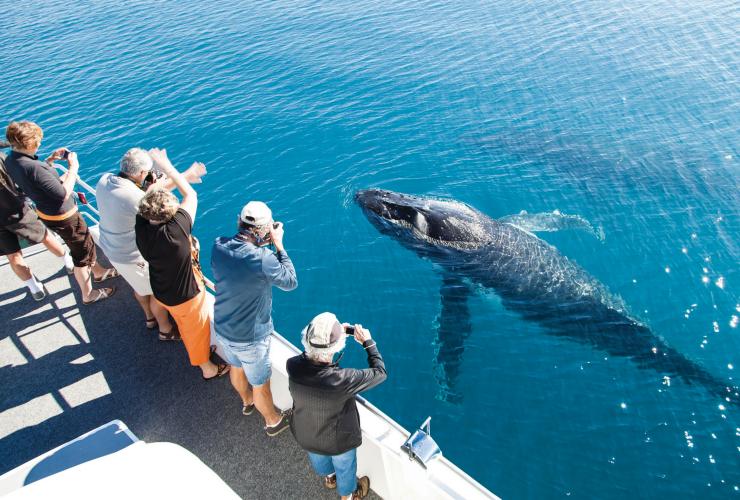 Hervey Bay Whale Watching, Hervey Bay, Queensland © Matthew Taylor / Tourism and Events Queensland 