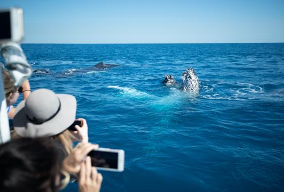 A pod of whales playing near the surface as people on a nearby boat take photos in Hervey Bay, Queensland © Pacific Whale Foundation Eco-Adventures Australia 