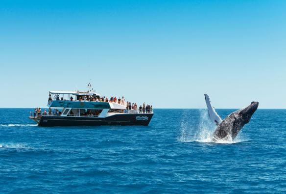 A boat filled with people watching a nearby whale breech in Hervey Bay, Queensland © Tourism and Events Queensland 