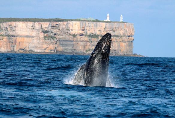 A whale breeching from the ocean with a sheer, rocky headland in the distance at Point Perpendicular, Jervis Bay, New South Wales © Jervis Bay Wild