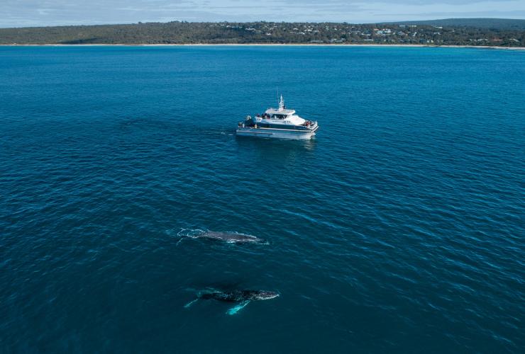 Aerial view of a boat cruising past two large whales with Naturaliste Charters, Dunsborough, Western Australia © Tourism Australia