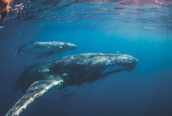 A whale and their calf swimming underwater during a tour with Sunreef Mooloolaba, Sunshine Coast, Queensland © Migration Media Underwater Imaging