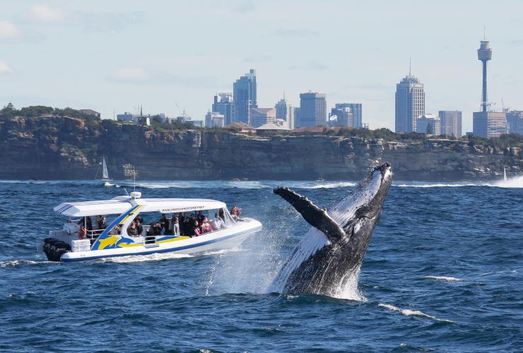 A whale breeching near a boat of people looking on with a city skyline in the distance in Sydney, New South Wales © Jonas Liebschner