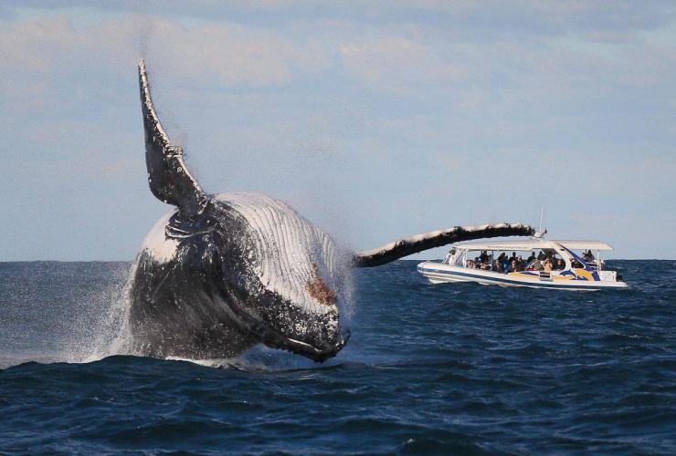 A whale jumping backwards out of the ocean as a boat full of people watch in the near distance in Sydney, New South Wales © Jonas Liebschner