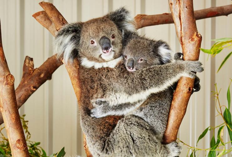 Koalas in a tree at Caversham Wildlife Park, Swan Valley, Western Australia © Western Australia