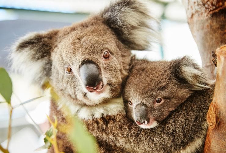 A koala and its joey in a tree at Caversham Wildlife Park, Swan Valley, Western Australia © Western Australia 