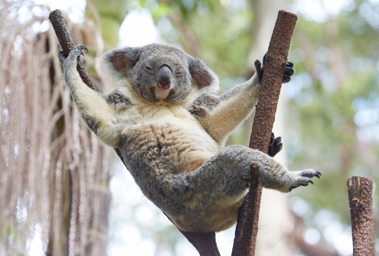 A koala sitting in a tree fork with its arms outstretched at Currumbin Wildlife Sanctuary, Gold Coast, Queensland © Tourism Australia