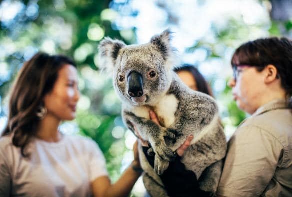 A zookeeper holding a koala at Currumbin Wildlife Sanctuary, Gold Coast, Queensland © Destination Gold Coast