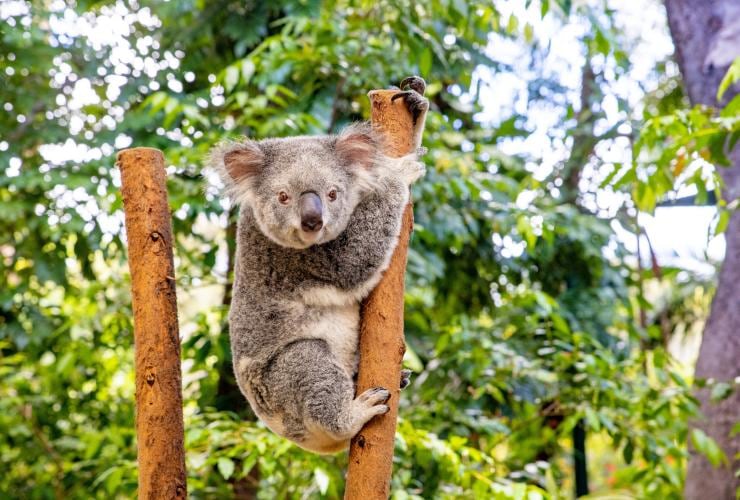 A koala holding onto a tree branch at Currumbin Wildlife Sanctuary, Gold Coast, Queensland © Tourism Australia 