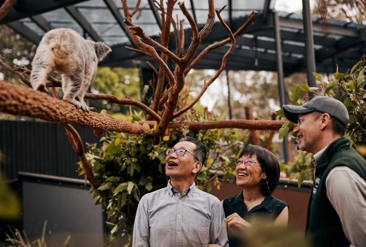 Two people alongside a zookeeper admiring a koala in a tree at Taronga Zoo, Sydney, New South Wales © Destination NSW