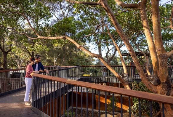Two people admiring koalas sleeping in nearby tree branches surrounded by an elevated walkway at Taronga Zoo, Sydney, New South Wales © Tourism Australia