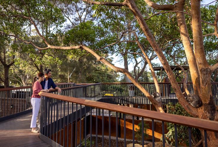 Two people admiring koalas sleeping in nearby tree branches surrounded by an elevated walkway at Taronga Zoo, Sydney, New South Wales © Tourism Australia