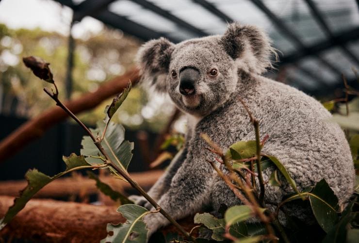 A fluffy koala clinging to a tree at Taronga Zoo, Sydney, New South Wales © Destination NSW