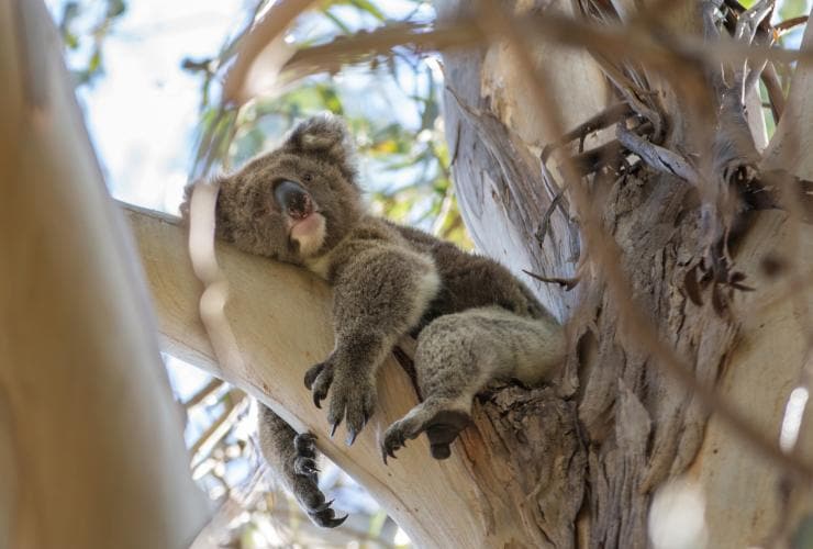 View from below of a koala resting in a tree at Hanson Bay Sanctuary, Kangaroo Island, South Australia © Tourism Australia 