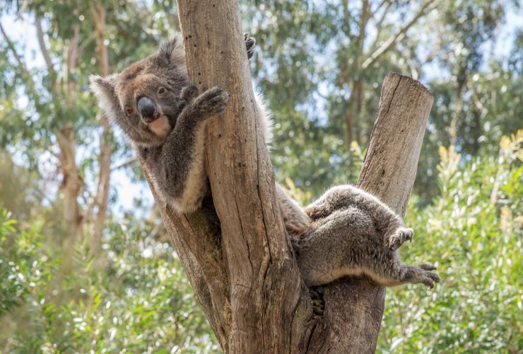 A koala peering from behind a tree branch at Kangaroo Island Wildlife Park, Kangaroo Island, South Australia © Tourism Australia