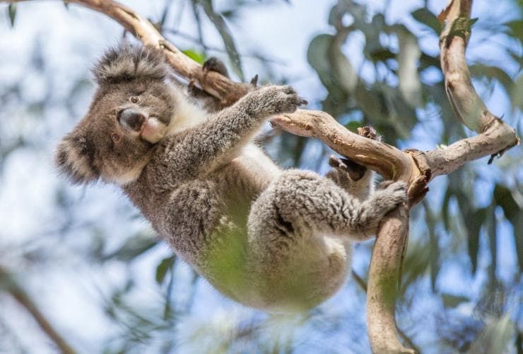 A koala hanging from a tree branch at  Hanson Bay Sanctuary, Kangaroo Island, South Australia © Tourism Australia 