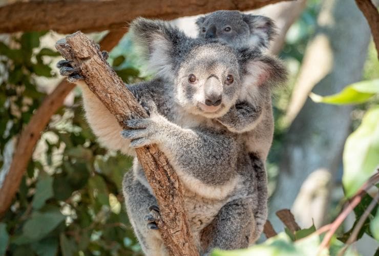 A koala in a tree with a joey on its back at Lone Pine Koala Sanctuary, Brisbane, Queensland © Tourism and Events Queensland 