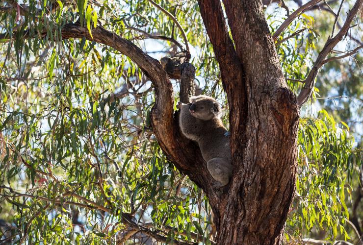 Raymond Island, Gippsland, Victoria © Visit Victoria / Josie Withers Photography