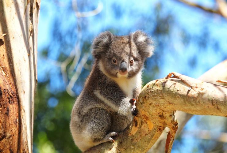A koala in a tree with Wildlife Wonders, Great Ocean Road, Victoria © Phil Hines